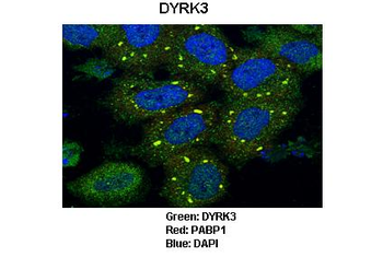 DYRK3 Rabbit Polyclonal Antibody
