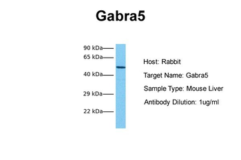 Gabra5 Rabbit Polyclonal Antibody