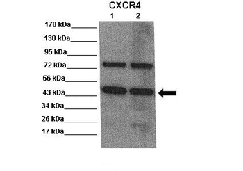 CXCR4 Rabbit Polyclonal Antibody