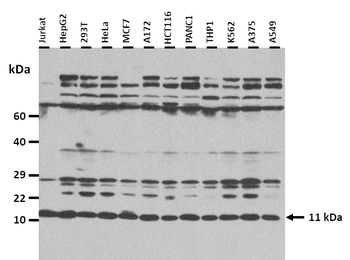 CCL7 Rabbit Polyclonal Antibody