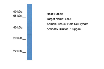 LYL1 Rabbit Polyclonal Antibody