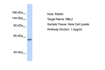 RBL2 Rabbit Polyclonal Antibody