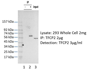 TFCP2 Rabbit Polyclonal Antibody