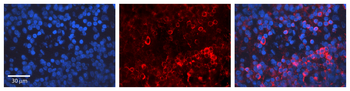 E2F1 Rabbit Polyclonal Antibody