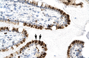 E2F4 Rabbit Polyclonal Antibody