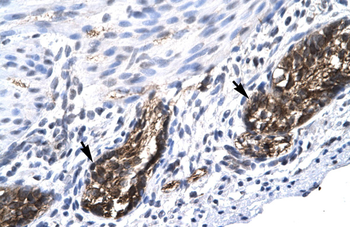 E2F4 Rabbit Polyclonal Antibody