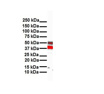 HOXB3 Rabbit Polyclonal Antibody