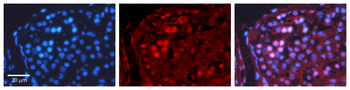 CREB1 Rabbit Polyclonal Antibody