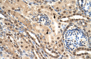 ELOB Rabbit Polyclonal Antibody
