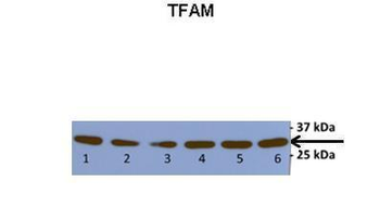 TFAM Rabbit Polyclonal Antibody