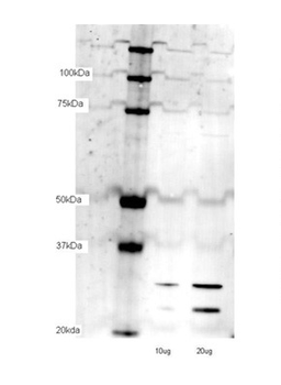 TFAM Rabbit Polyclonal Antibody