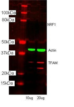 TFAM Rabbit Polyclonal Antibody