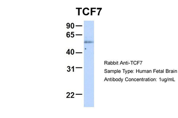 TCF7 Rabbit Polyclonal Antibody