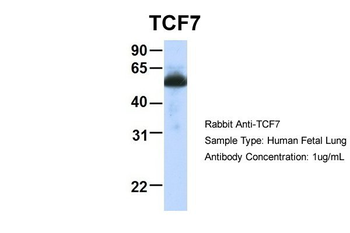 TCF7 Rabbit Polyclonal Antibody