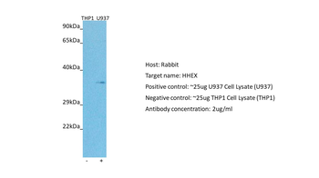 HHEX Rabbit Polyclonal Antibody