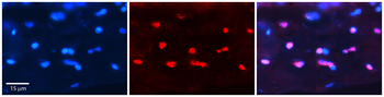 HHEX Rabbit Polyclonal Antibody