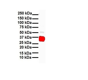 HHEX Rabbit Polyclonal Antibody