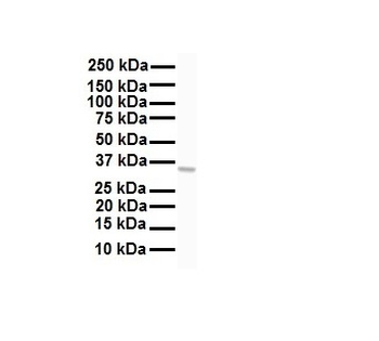 HHEX Rabbit Polyclonal Antibody