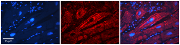 SLC26A3 Rabbit Polyclonal Antibody