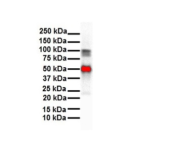 SLC26A3 Rabbit Polyclonal Antibody