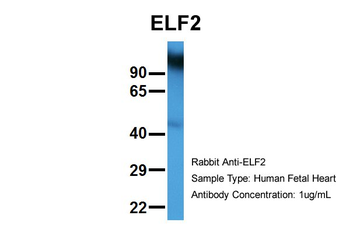 ELF2 Rabbit Polyclonal Antibody