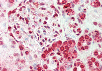 ELF2 Rabbit Polyclonal Antibody