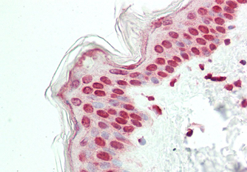 ELF2 Rabbit Polyclonal Antibody