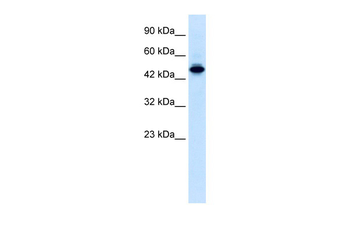 ELF2 Rabbit Polyclonal Antibody