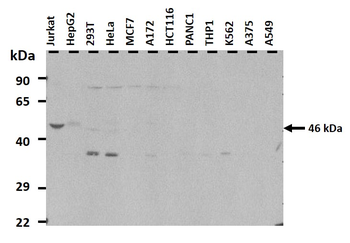 LASS3 Rabbit Polyclonal Antibody