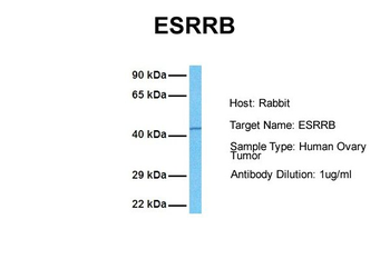 ESRRB Rabbit Polyclonal Antibody