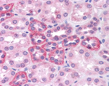 SOX2 Rabbit Polyclonal Antibody