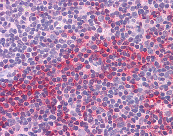 SOX2 Rabbit Polyclonal Antibody
