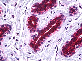 SSBP2 Rabbit Polyclonal Antibody