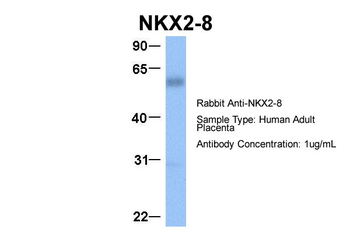 NKX2-8 Rabbit Polyclonal Antibody