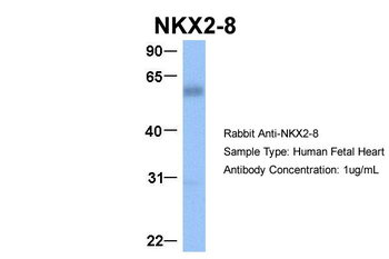 NKX2-8 Rabbit Polyclonal Antibody