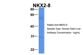 NKX2-8 Rabbit Polyclonal Antibody
