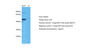 EHF Rabbit Polyclonal Antibody