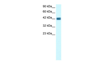 OR13C9 Rabbit Polyclonal Antibody