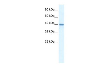 OR13C9 Rabbit Polyclonal Antibody