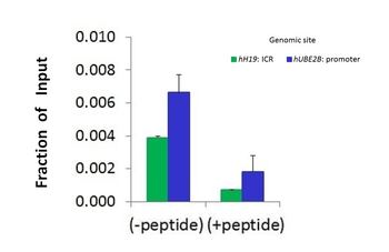 HDAC2 Rabbit Polyclonal Antibody