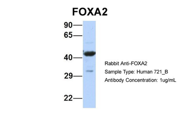 FOXA2 Rabbit Polyclonal Antibody