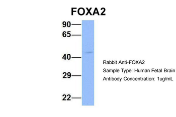 FOXA2 Rabbit Polyclonal Antibody