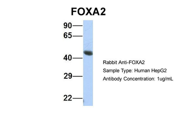FOXA2 Rabbit Polyclonal Antibody