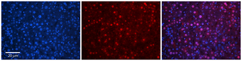 TBX10 Rabbit Polyclonal Antibody