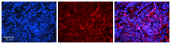 IRF3 Rabbit Polyclonal Antibody