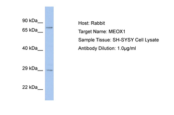 MEOX1 Rabbit Polyclonal Antibody