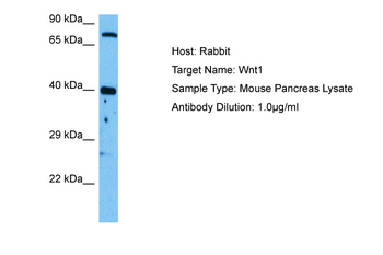 WNT1 Rabbit Polyclonal Antibody