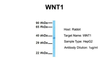 WNT1 Rabbit Polyclonal Antibody
