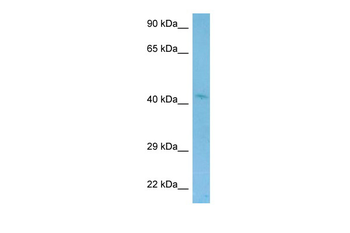 Wnt2 Rabbit Polyclonal Antibody