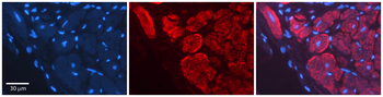 WNT5A Rabbit Polyclonal Antibody